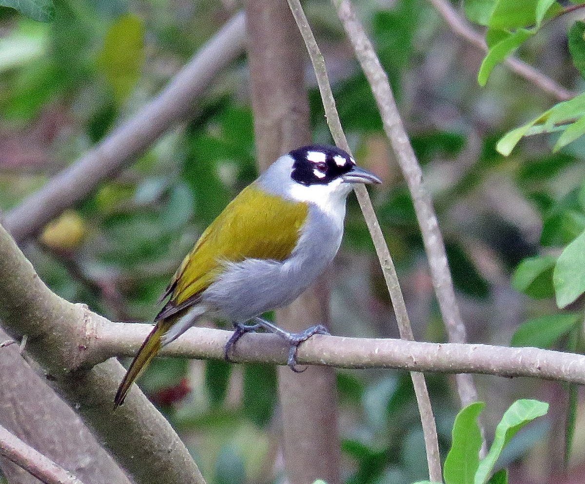 Black-crowned Palm-Tanager - ML281614271