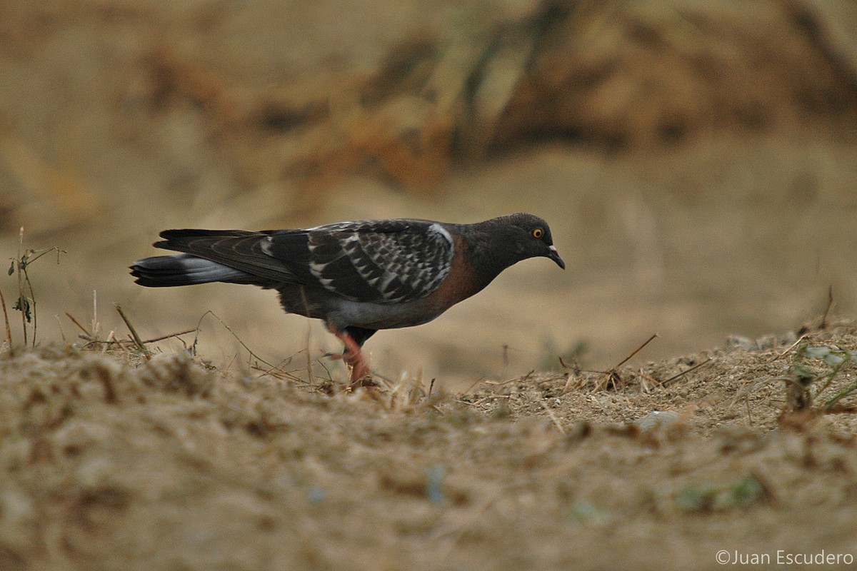 Rock Pigeon (Feral Pigeon) - ML281617881