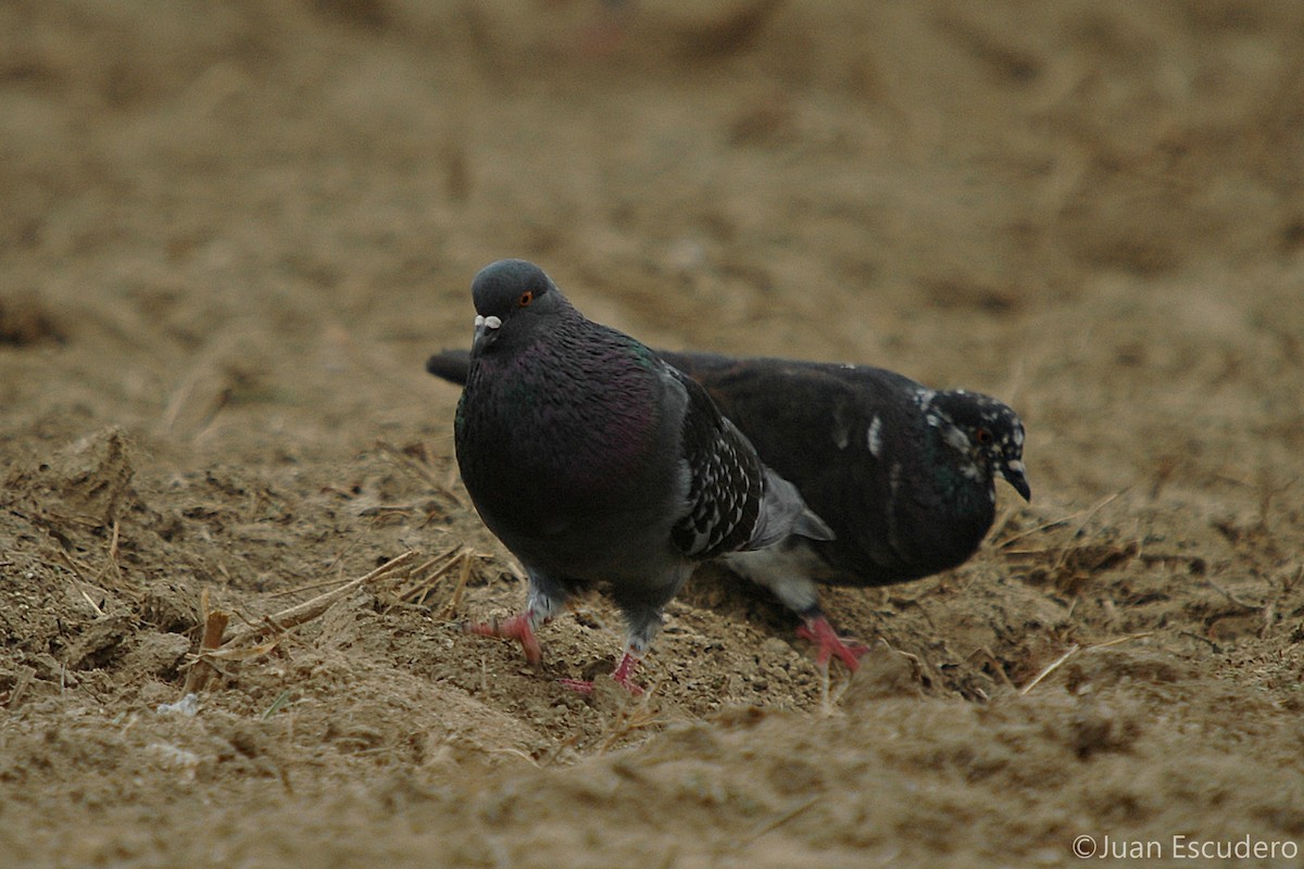Rock Pigeon (Feral Pigeon) - ML281617921