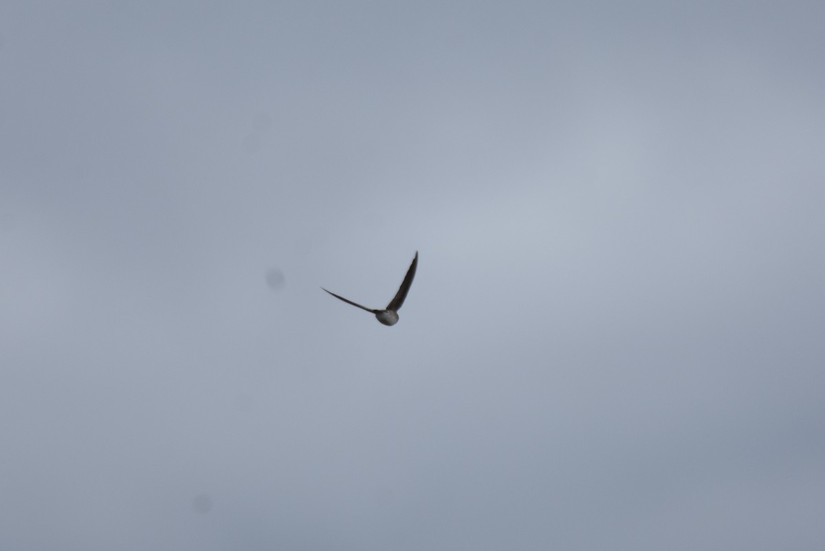 Northern Rough-winged Swallow - Sherri Brown