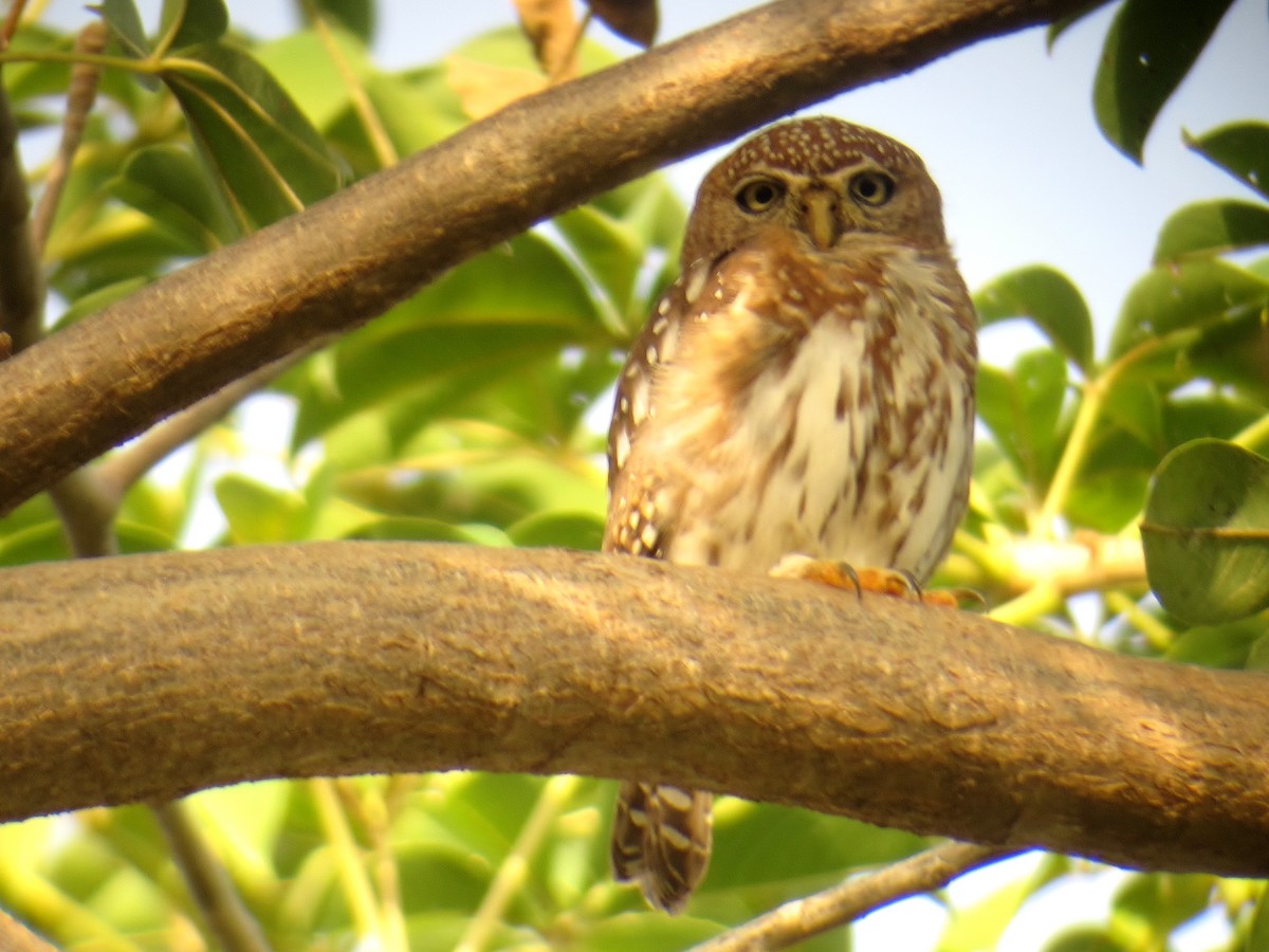 Pearl-spotted Owlet - ML281627041