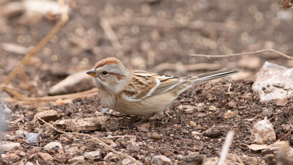 American Tree Sparrow - ML281627521