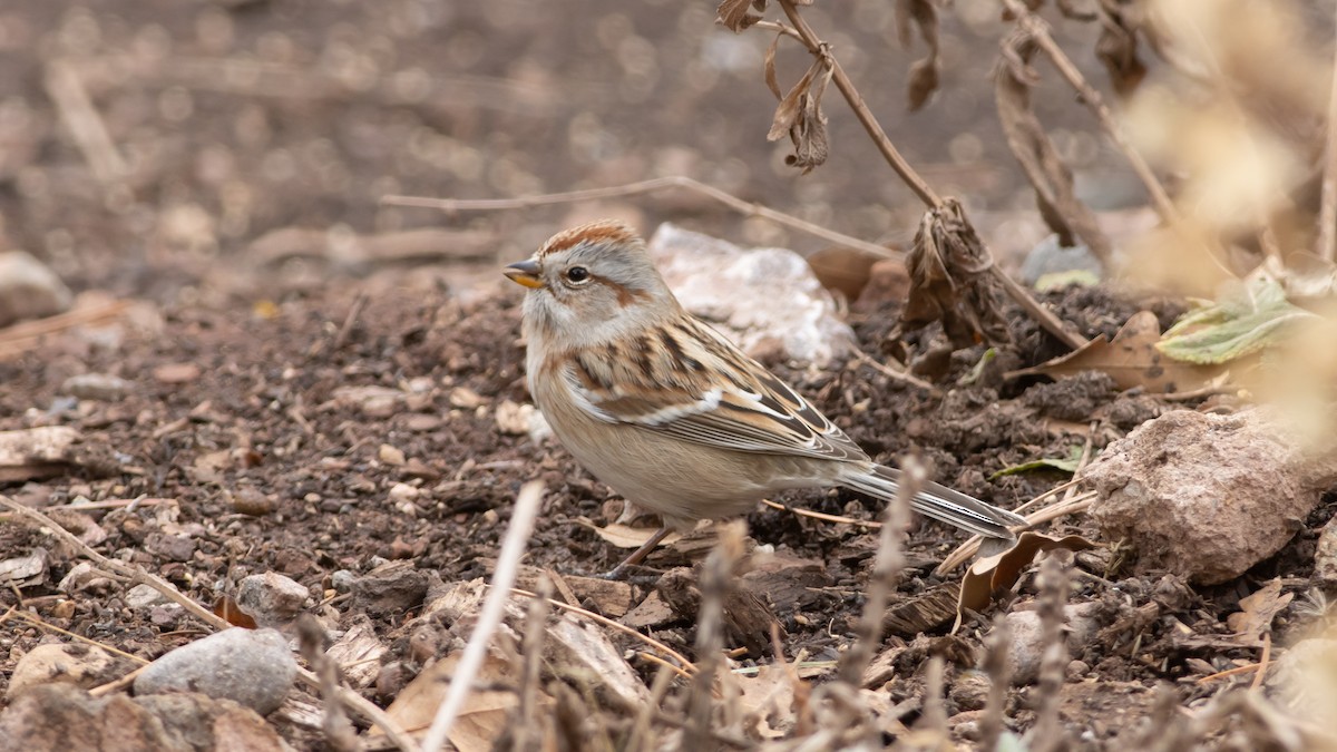 American Tree Sparrow - ML281627551