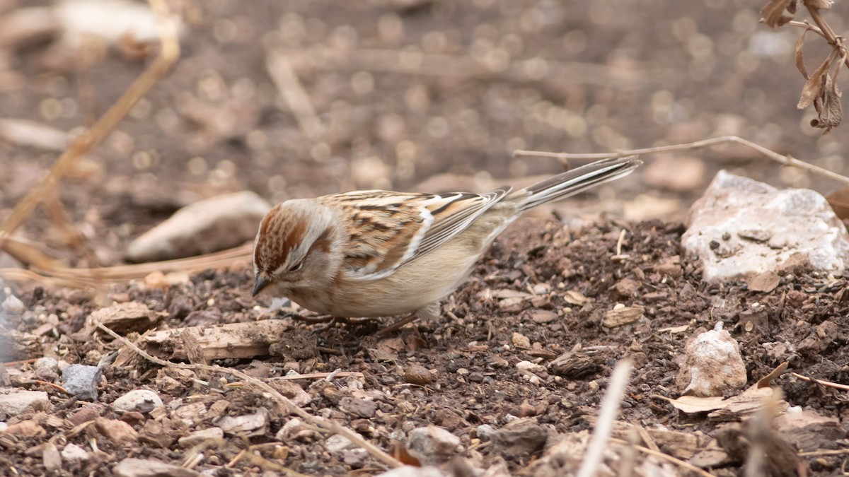 American Tree Sparrow - ML281627571