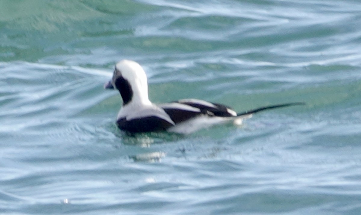 Long-tailed Duck - ML281634671