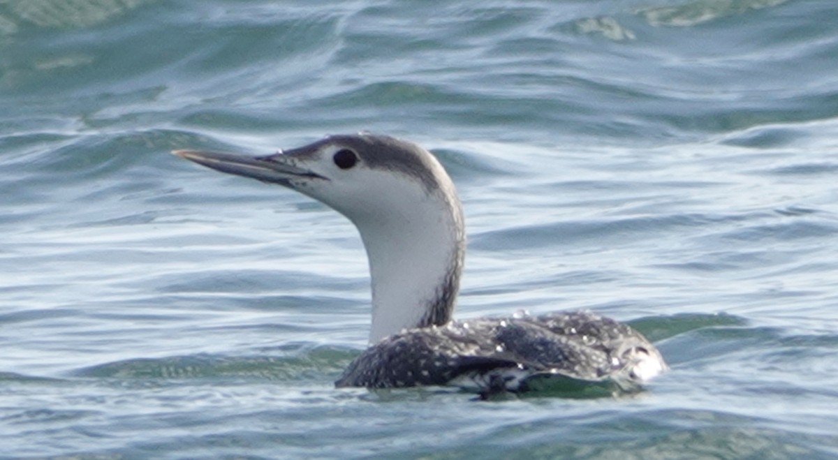 Red-throated Loon - ML281634781