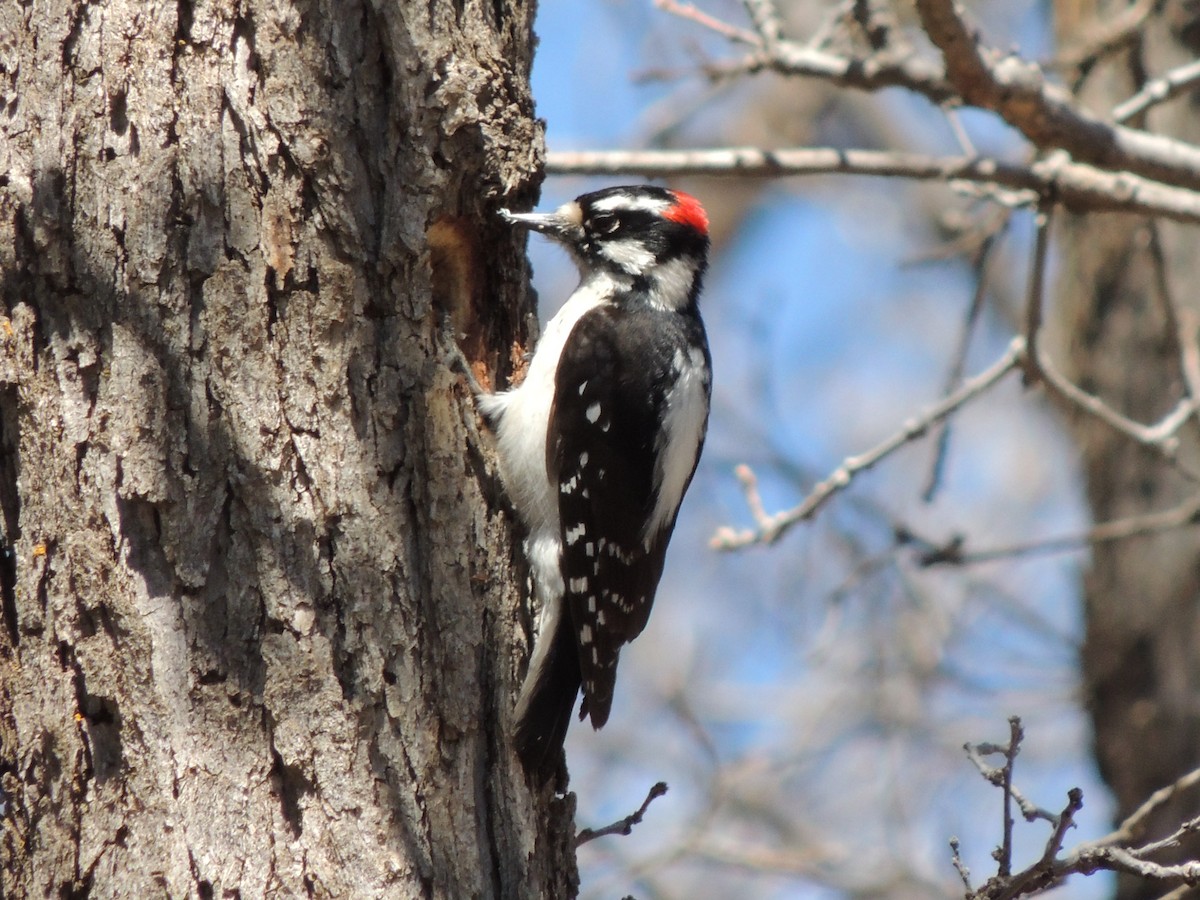 Downy Woodpecker - ML28163821