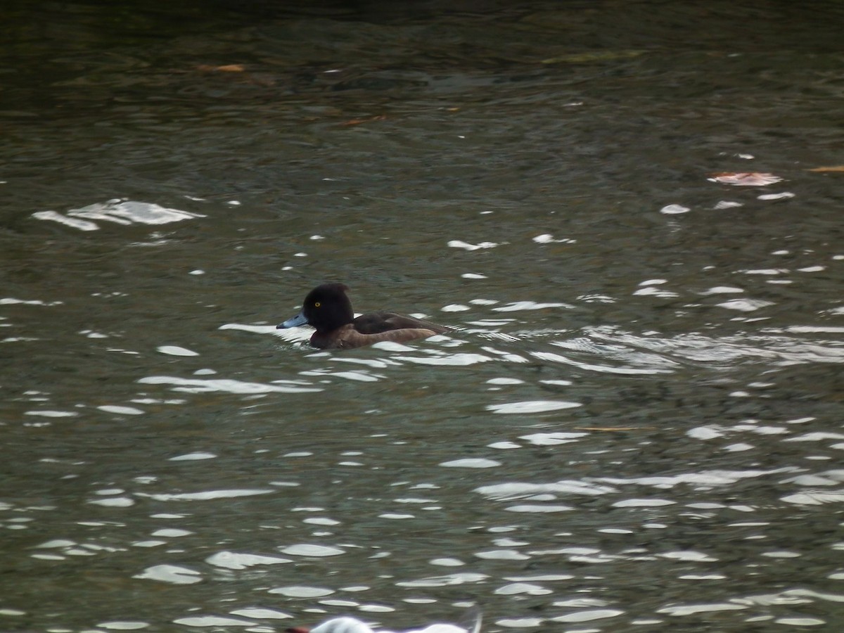 Tufted Duck - ML281640461