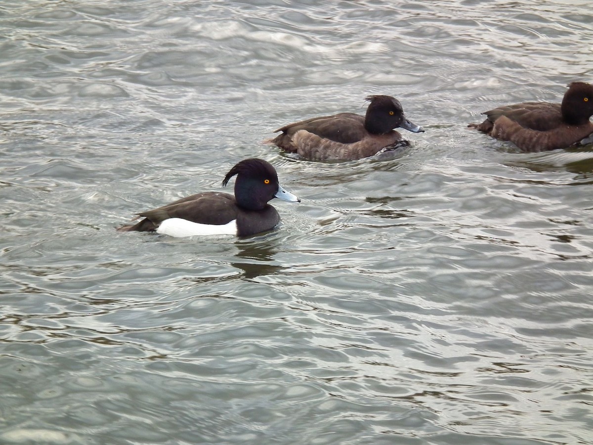 Tufted Duck - ML281640481
