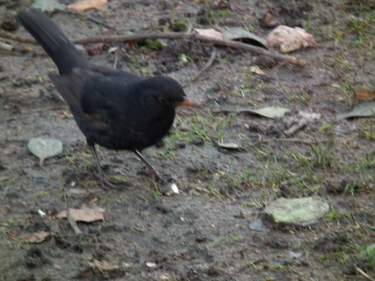 Eurasian Blackbird - ML281640511