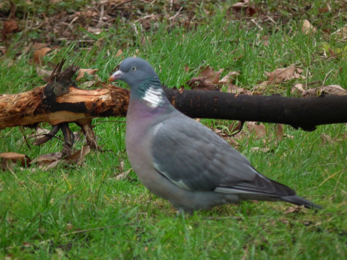 Common Wood-Pigeon - ML281640841