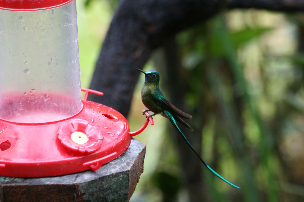 Long-tailed Sylph - ML281643911