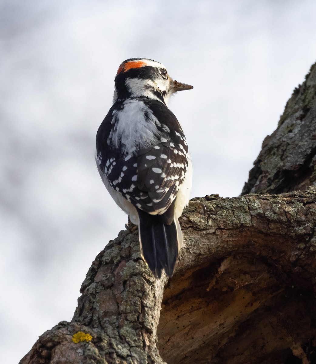 Hairy Woodpecker - ML281644301