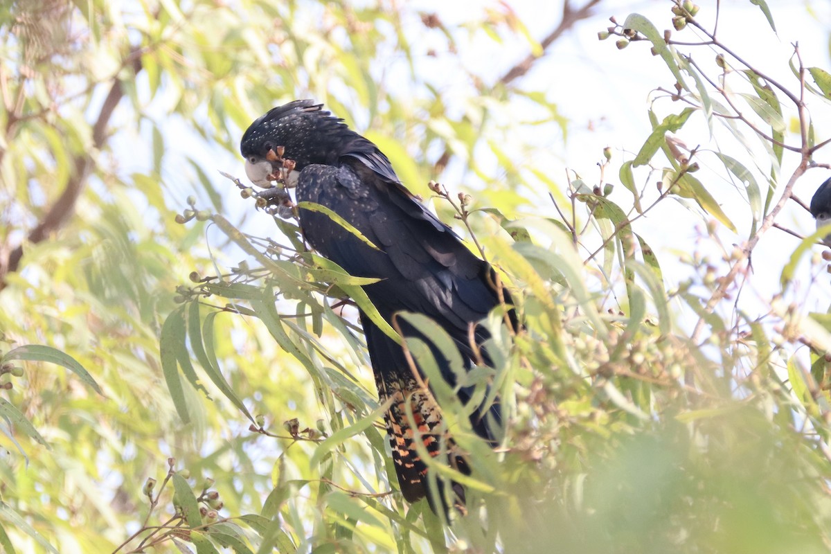Red-tailed Black-Cockatoo - ML281649311