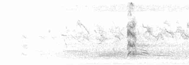 Black-naped Tern - ML281657
