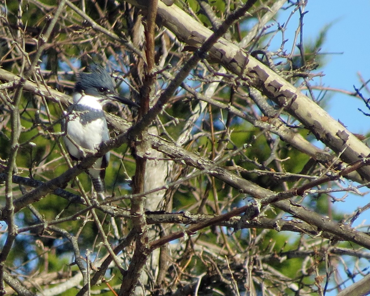 Belted Kingfisher - ML281659511