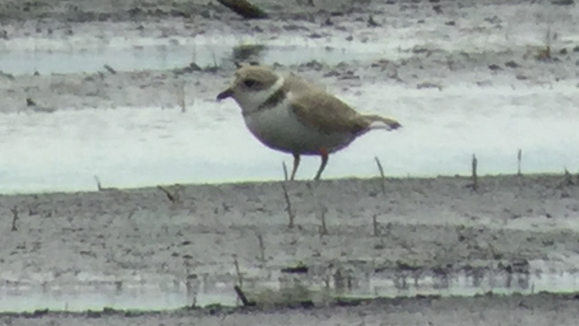 Piping Plover - ML28166301