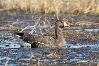 Greater White-fronted Goose, ML281663781