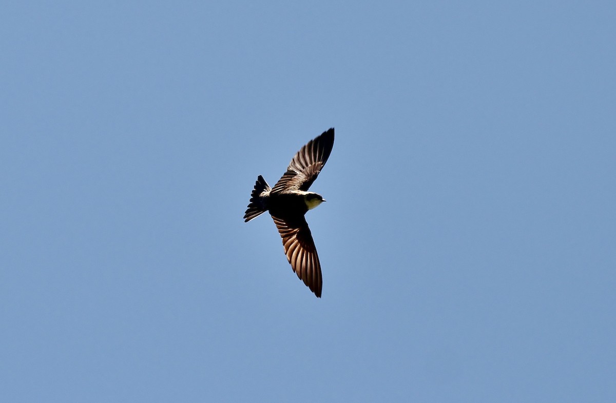 Northern Rough-winged Swallow - Musa Awan