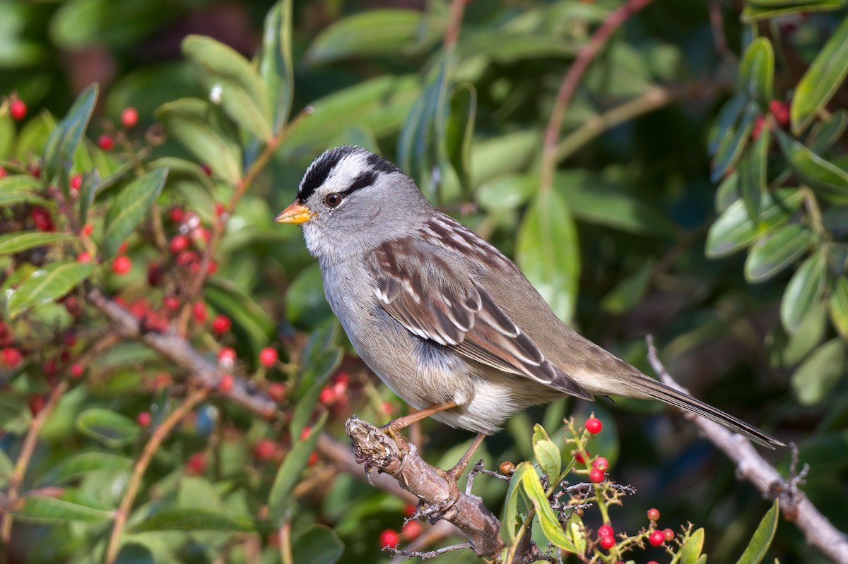 White-crowned Sparrow - ML281666491