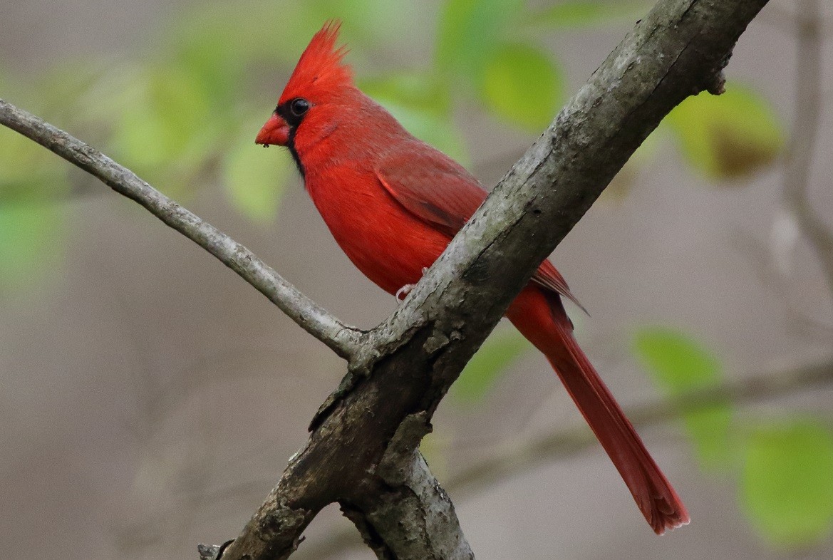 Northern Cardinal (Common) - ML281667251