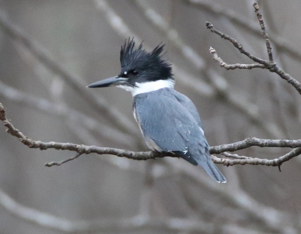 Belted Kingfisher - ML281668641
