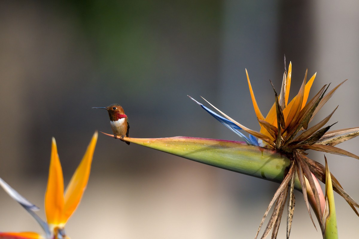 Allen's Hummingbird - Andrew Newmark