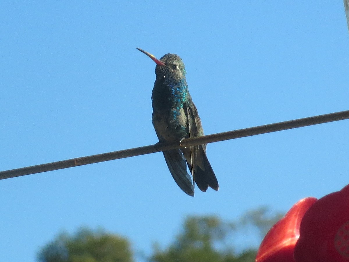Broad-billed Hummingbird - Jo Roberts