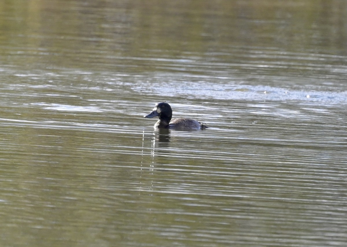 Greater Scaup - ML281673171