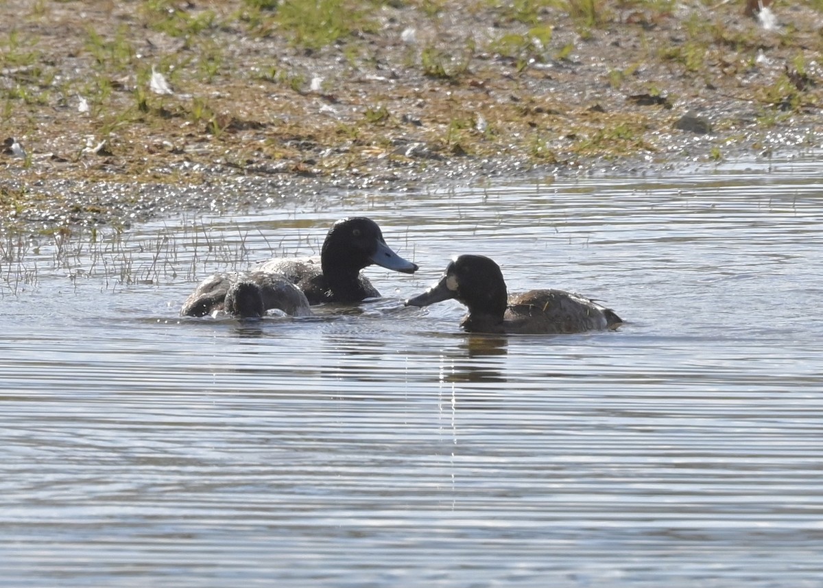 Greater Scaup - ML281673181