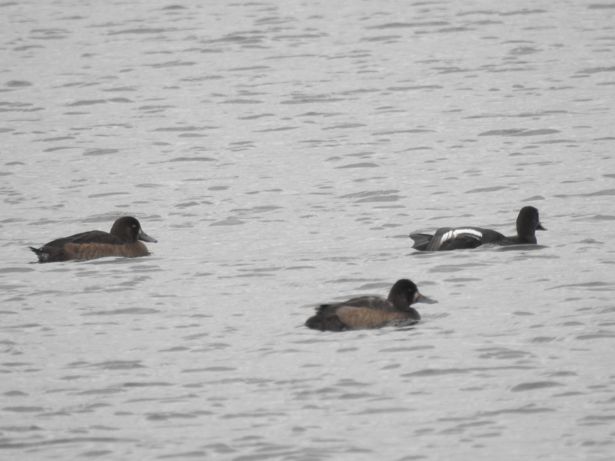 Greater Scaup - ML281674291