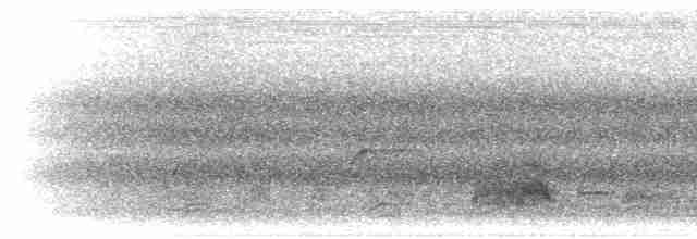 ברווז עקוד-מקור מזרחי - ML281676