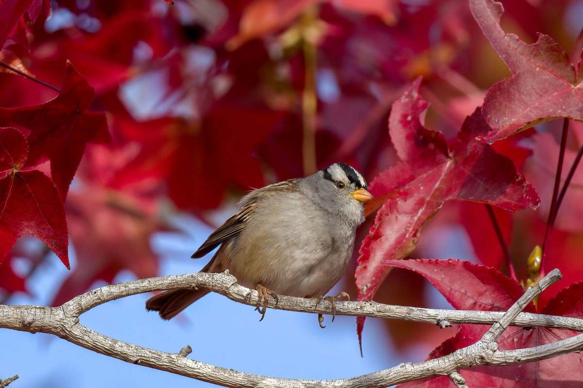White-crowned Sparrow - Andrew Newmark