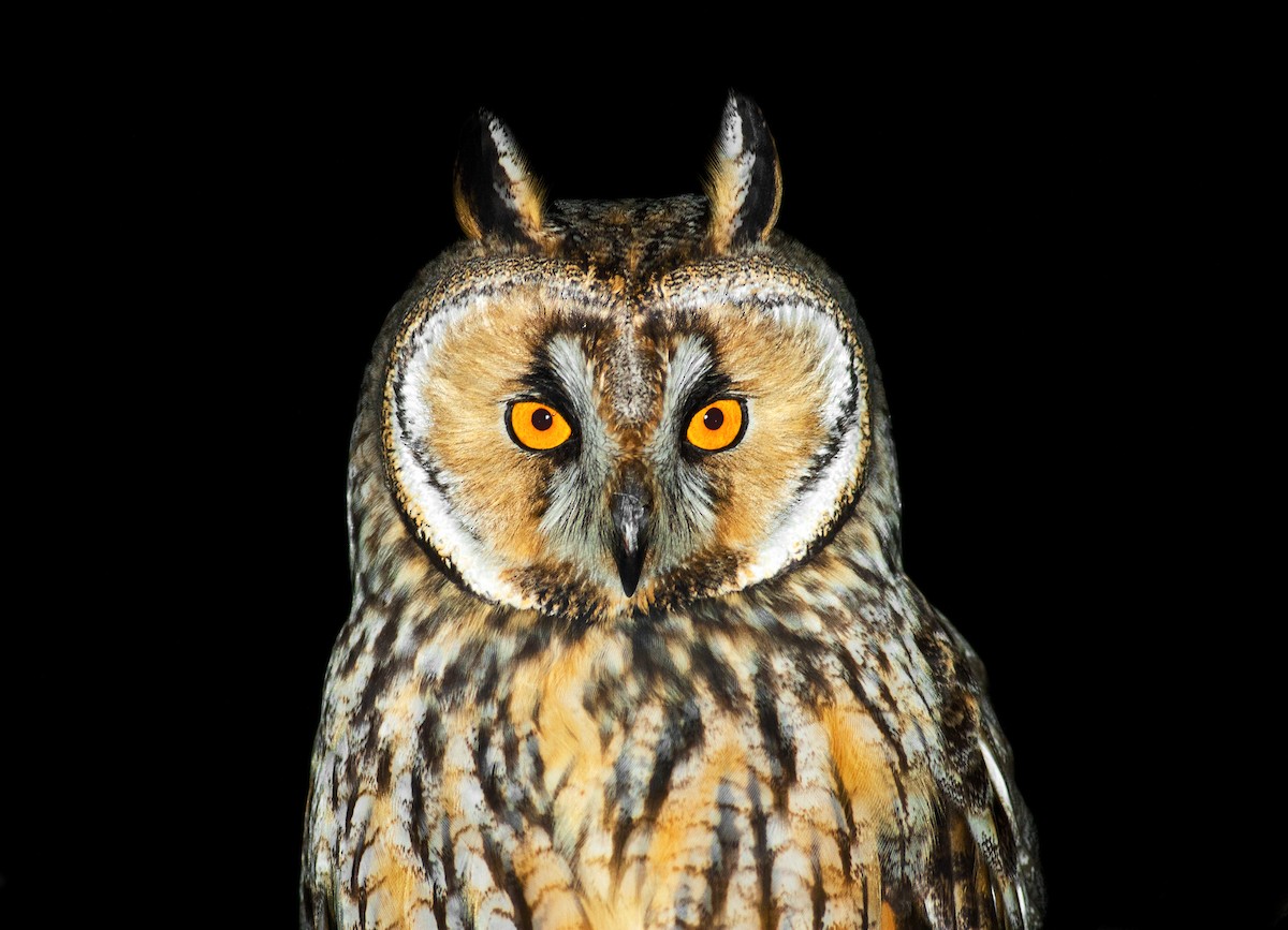 Long-eared Owl - Emin Yogurtcuoglu