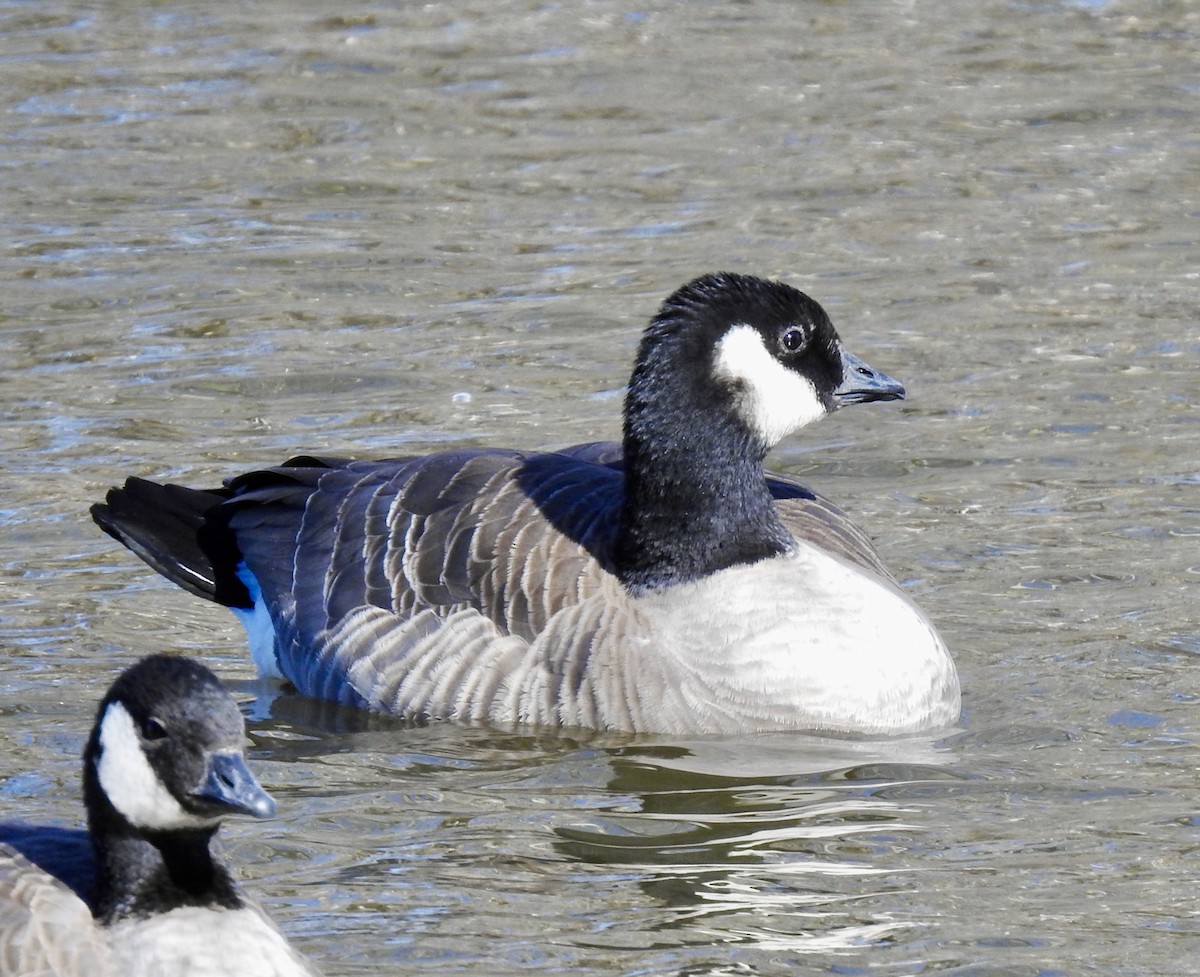 Cackling Goose (Richardson's) - ML281680921
