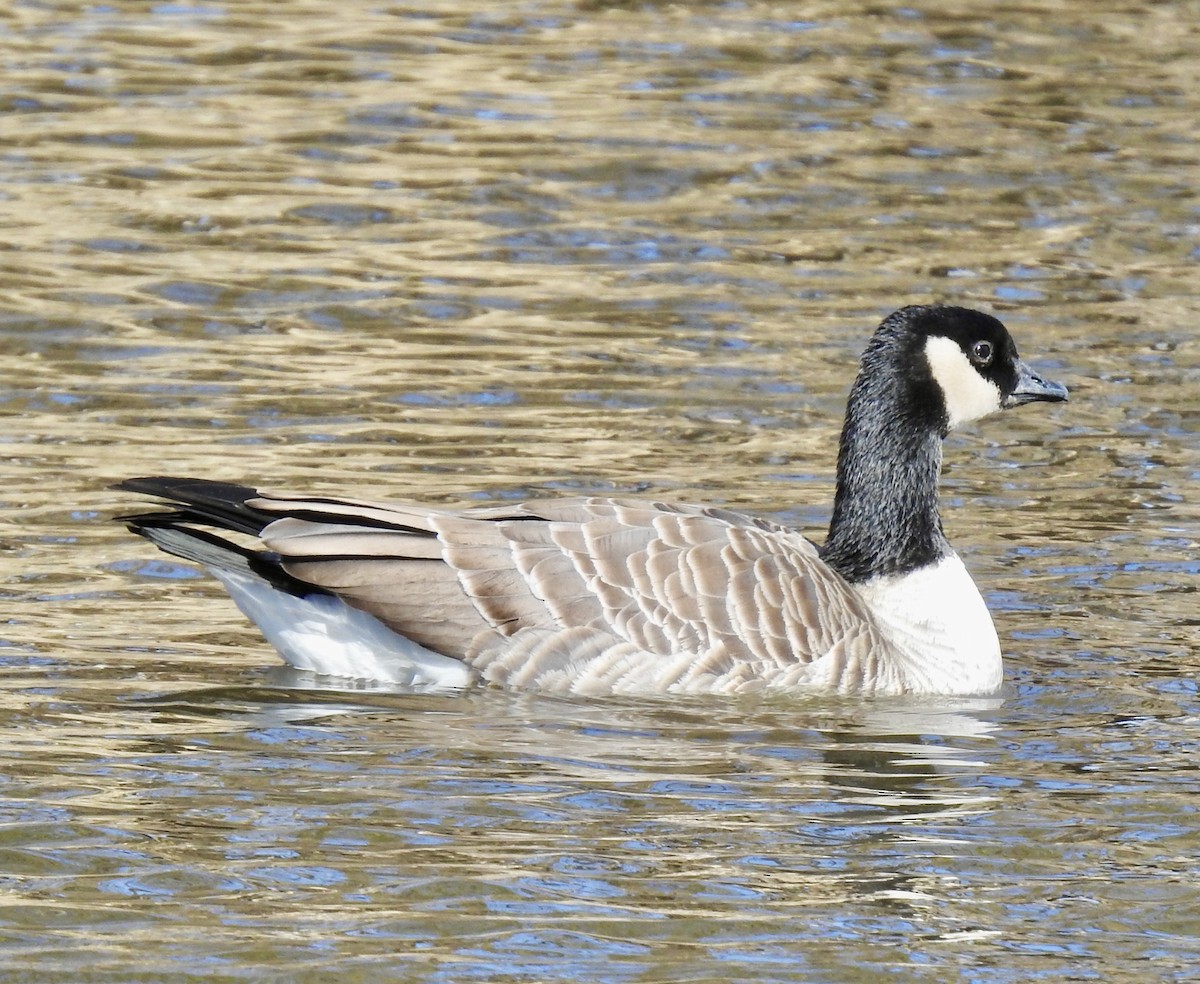 Cackling Goose (Richardson's) - ML281680941