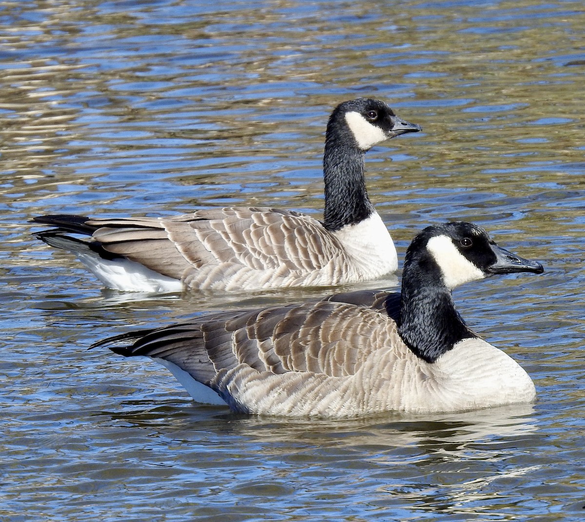Cackling Goose (Richardson's) - ML281681121