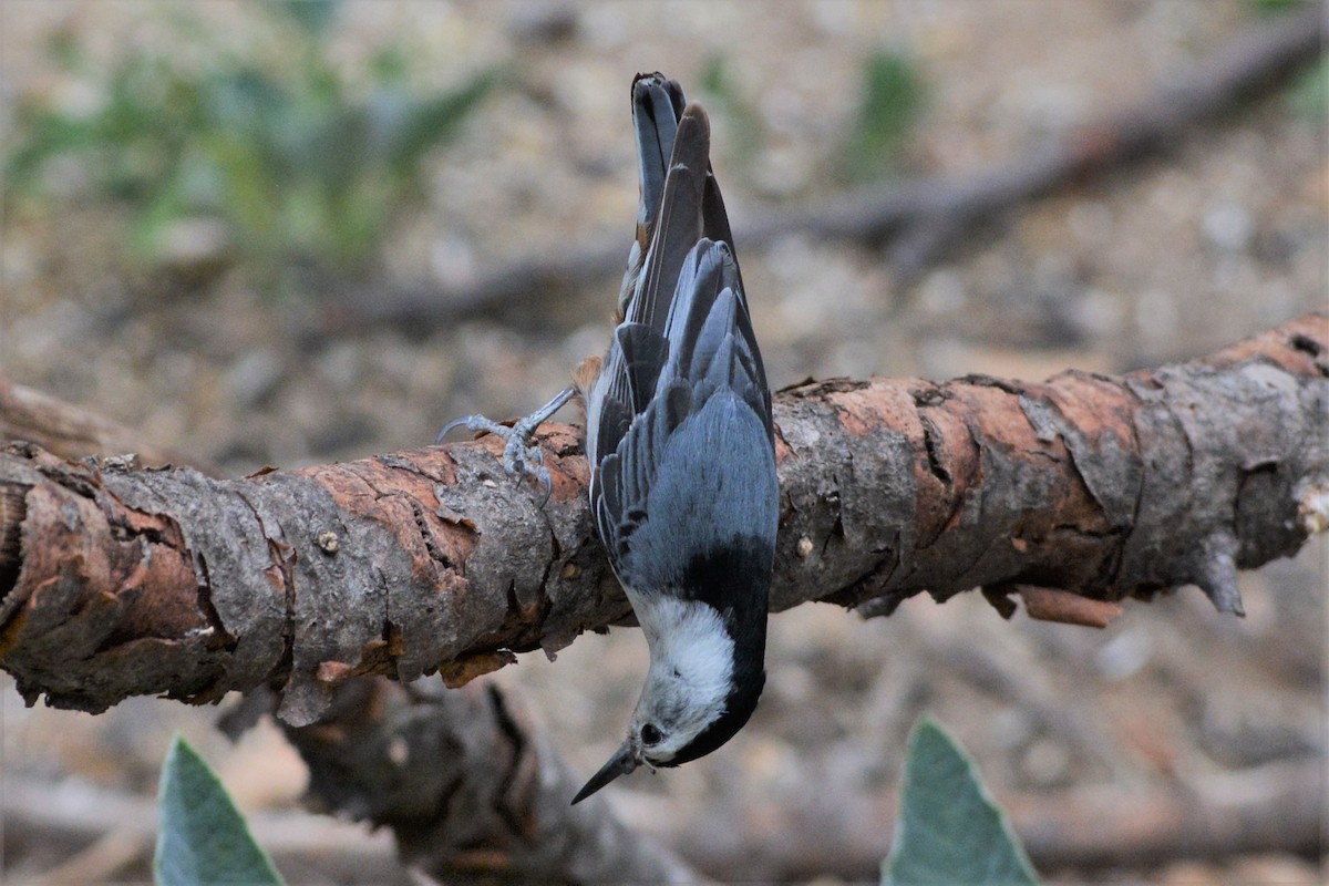 White-breasted Nuthatch (Interior West) - ML28168171