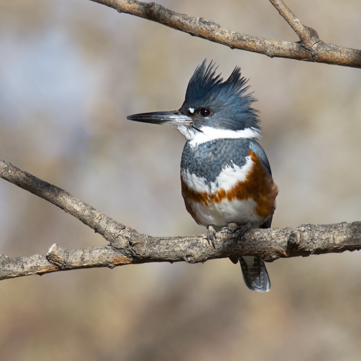 Belted Kingfisher - Dave Prentice