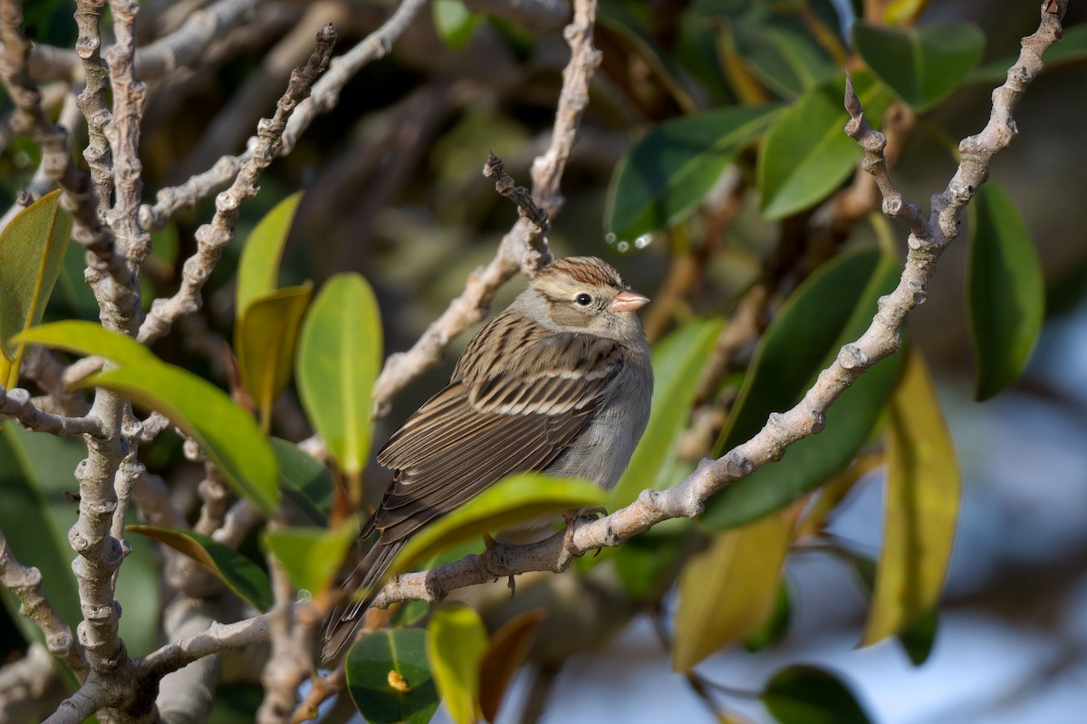 Chipping Sparrow - ML281683981