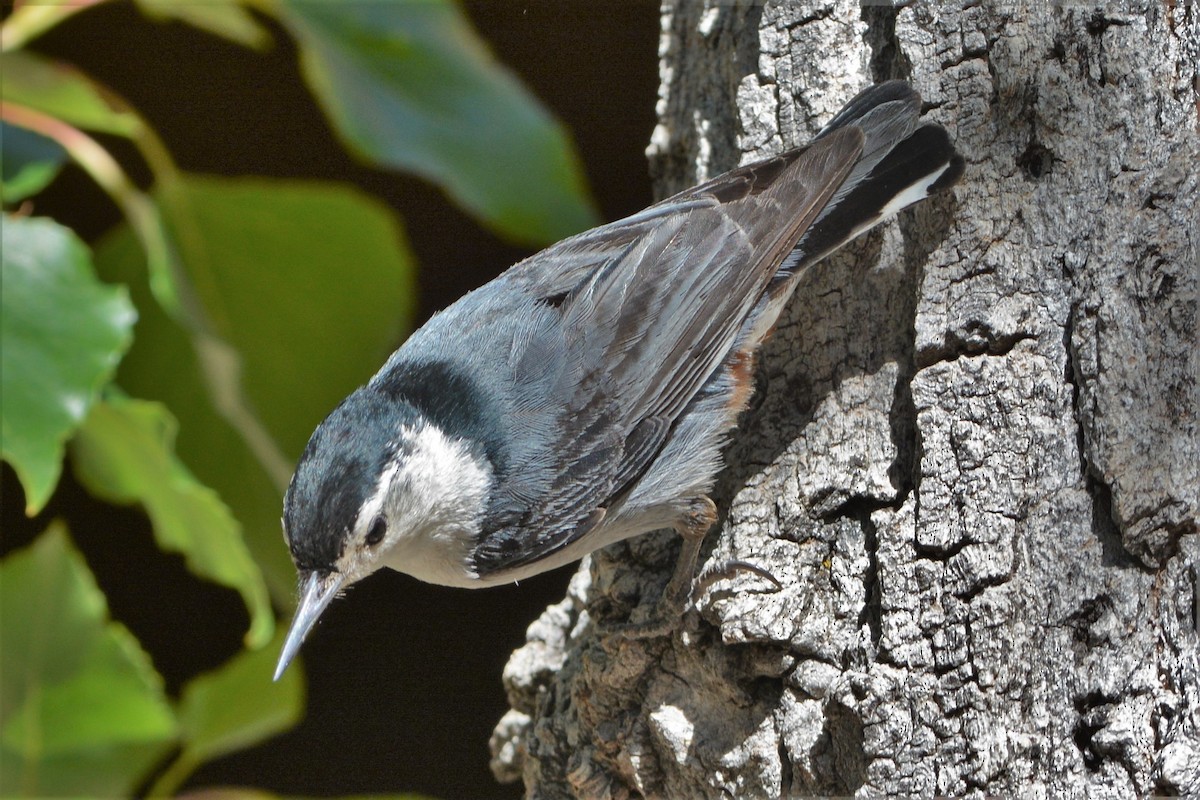 White-breasted Nuthatch (Pacific) - ML28168801