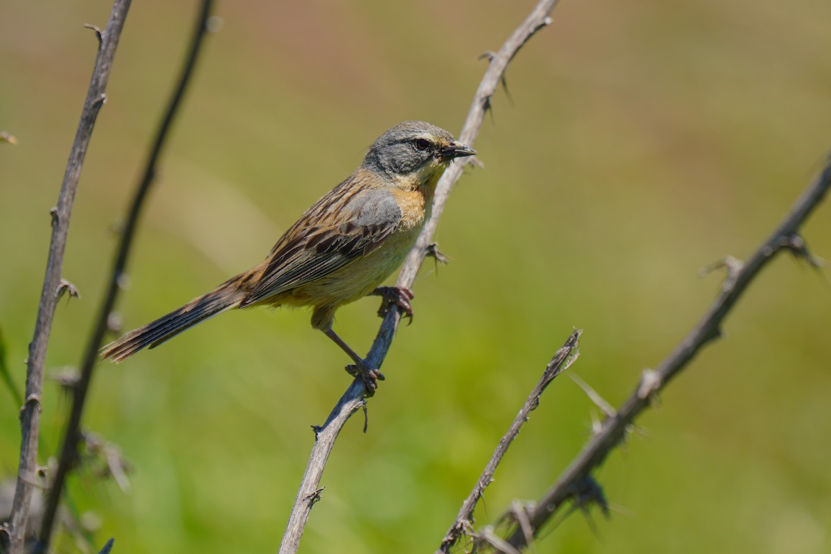 Long-tailed Reed Finch - Luis Piñeyrua