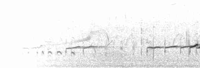 Gray-tailed Tattler - ML281692
