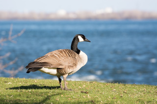 Canada goose 2024 bird behavior