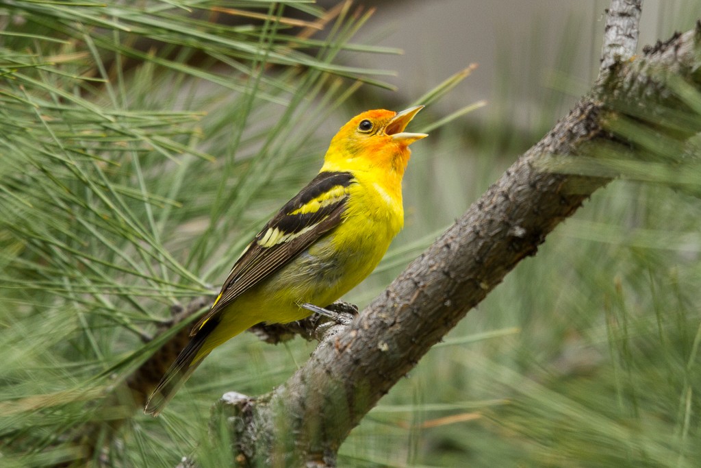 Western Tanager - ML281696141