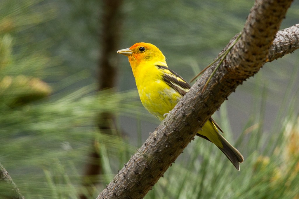 Western Tanager - ML281696151