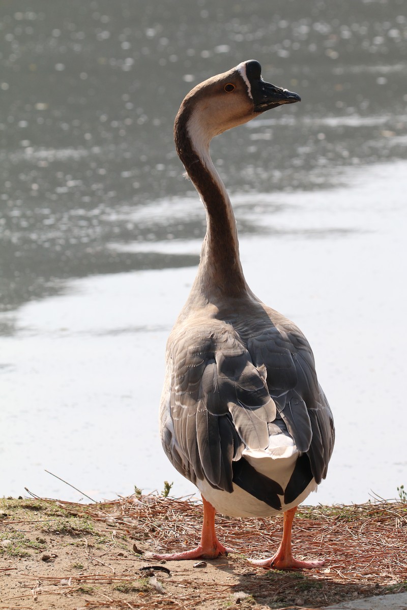 Swan Goose (Domestic type) - Lindsey Mitchell