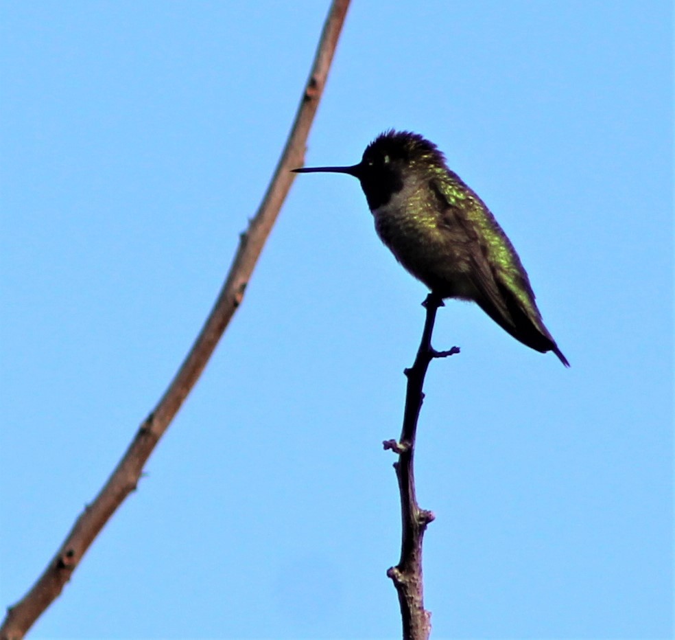 Anna's Hummingbird - ML281698981