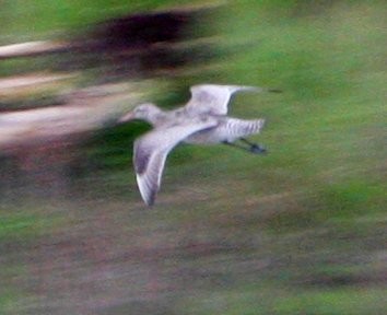 Bar-tailed Godwit - Mat Gilfedder