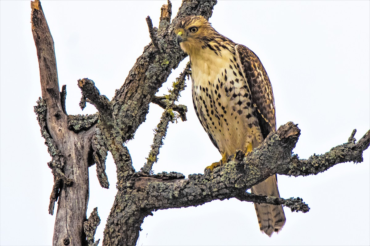 Red-tailed Hawk - ML281702521